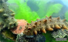 大显“参”手，蓬莱深奥生物颠覆性改变了海参吃法