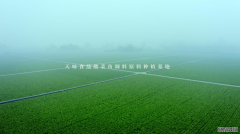 酸菜产业“马太效应”将越来越明显