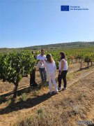 从田园到酒杯：成就葡萄酒美酒传奇的无形之路